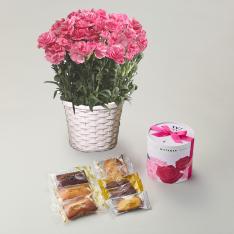 【母の日】カーネーション花鉢ピンク＆ヴィタメール　フルーレット・エッセンシャル　S
