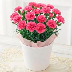 【母の日】生花カーネーション　ももりーな