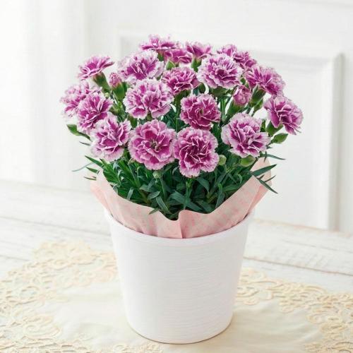 【母の日】生花カーネーション　オルフィカ