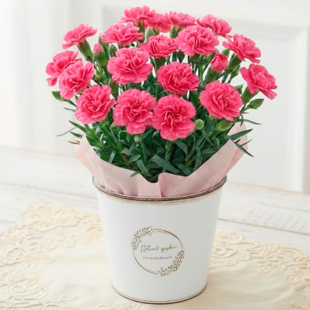 【母の日】生花カーネーション　ももりーな　ブリキカバー付き