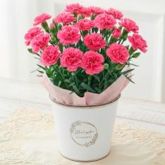 【母の日】生花カーネーション　ももりーな　ブリキカバー付き