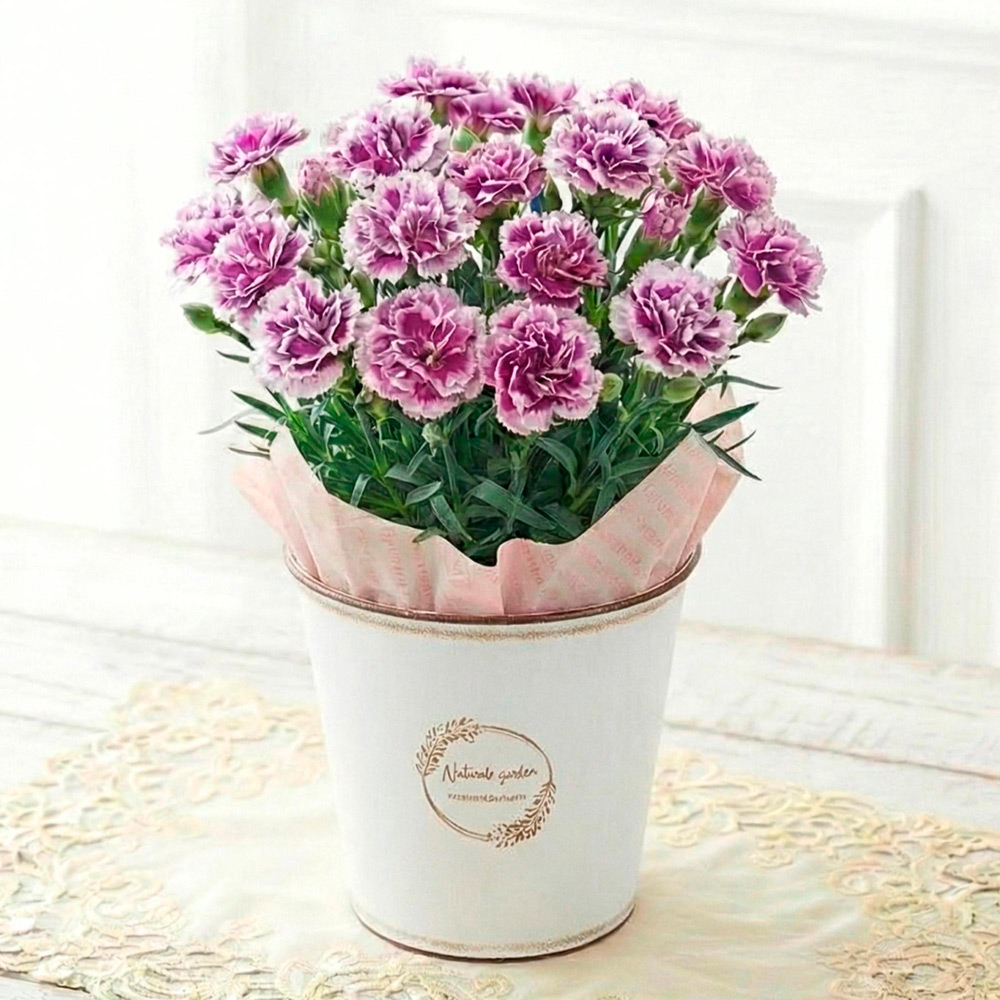 【母の日】生花カーネーション　オルフィカ　ブリキカバー付き