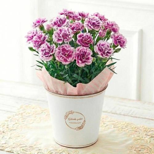 【母の日】生花カーネーション　オルフィカ　ブリキカバー付き