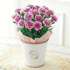 【母の日】生花カーネーション　オルフィカ　ブリキカバー付き