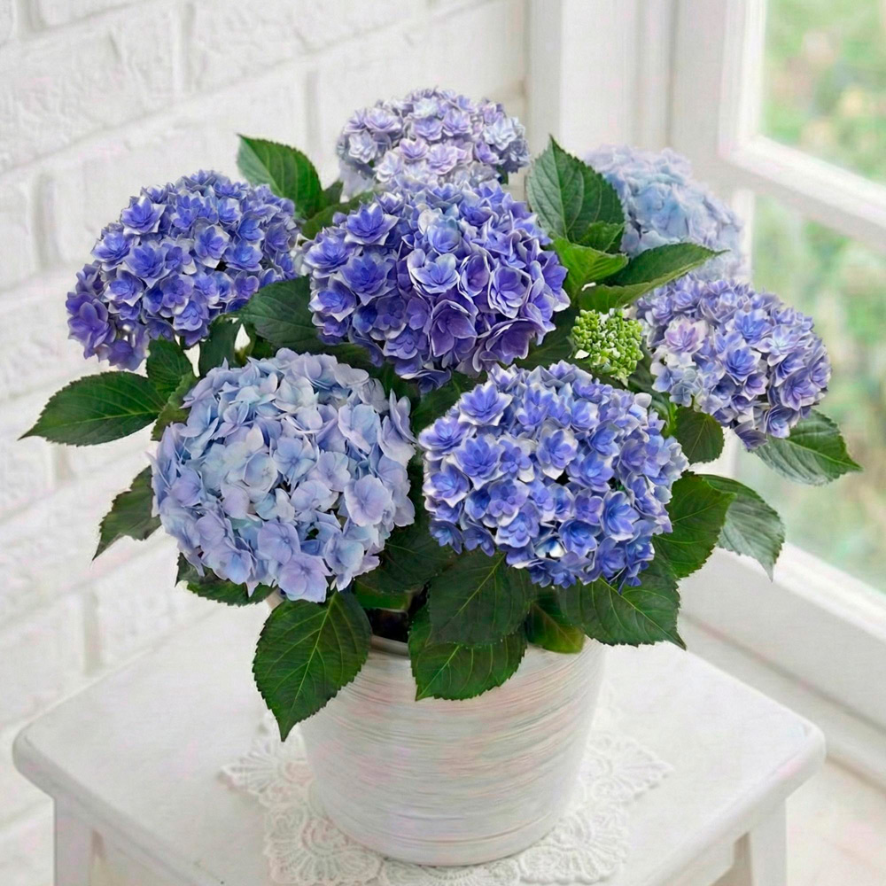 【母の日】生花あじさい　プリンセスシャーロット