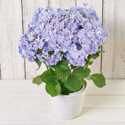 【母の日】生花あじさい　万華鏡