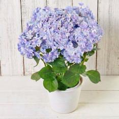 【母の日】生花あじさい　万華鏡