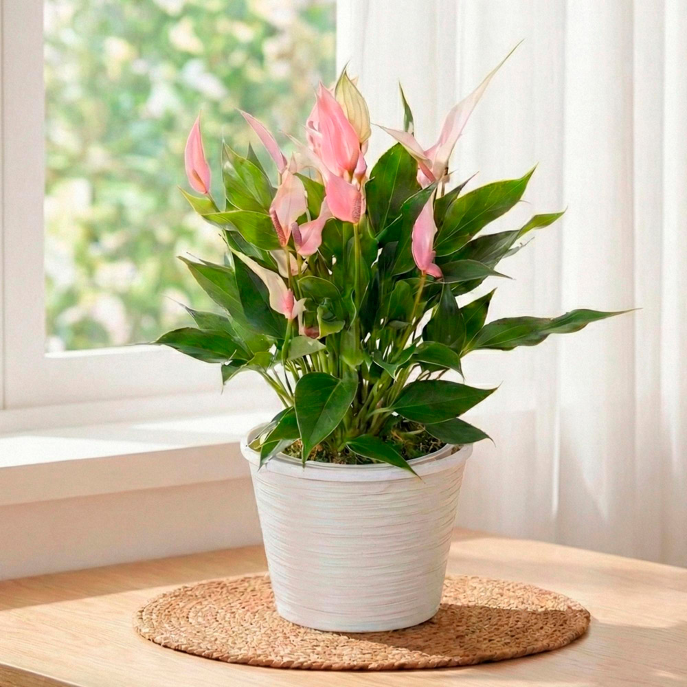 【母の日】観葉植物　アンスリュームリリー