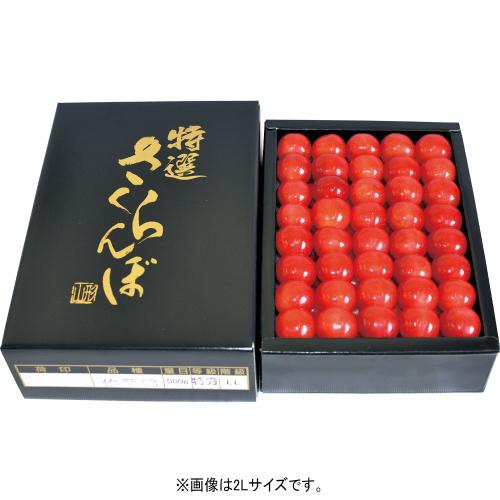 〈東根農産〉佐藤錦（化粧箱入）約500g