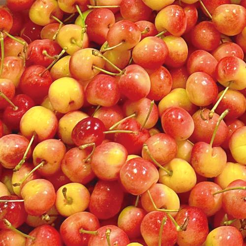 アメリカンチェリー（レーニア）