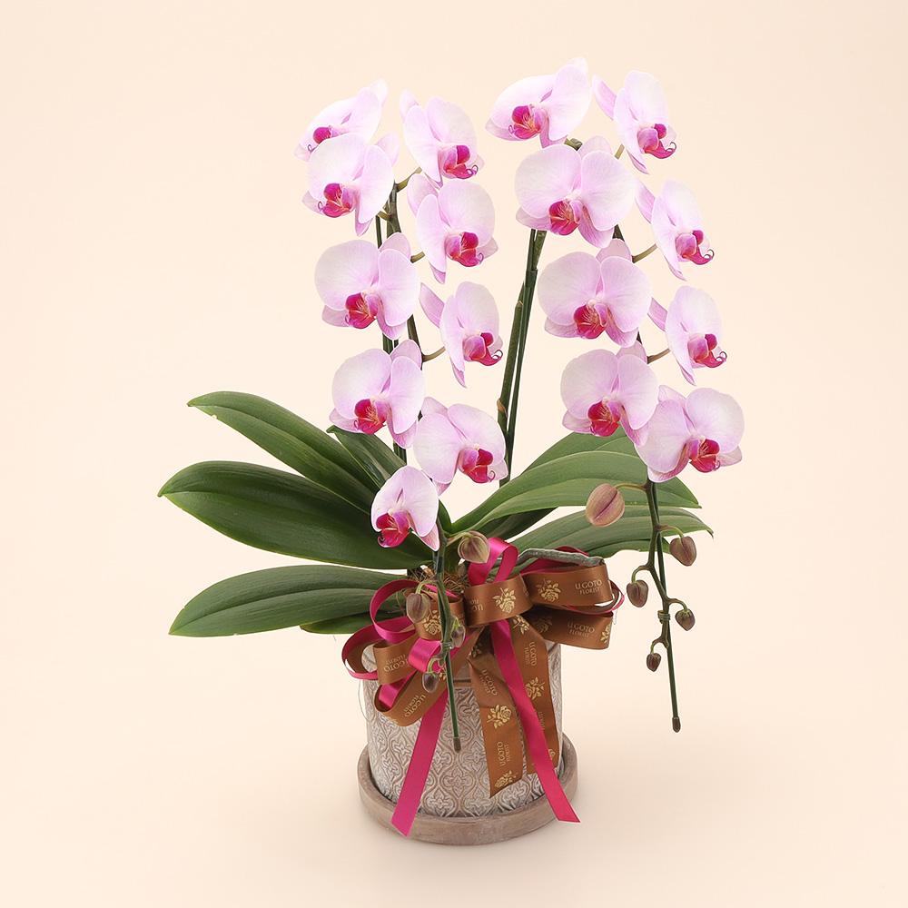 【母の日】Essence（エッセンス）コチョウラン