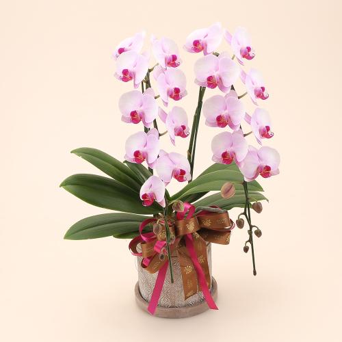 【母の日】Essence（エッセンス）コチョウラン