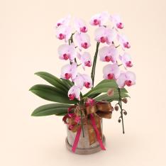 【母の日】Essence（エッセンス）コチョウラン