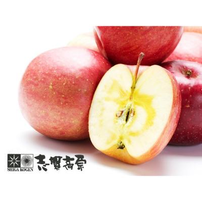 【最適な時期に収穫し、順次発送予定】JA志賀高原　サンふじ