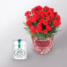 【母の日】カーネーション＆ローズリーフ