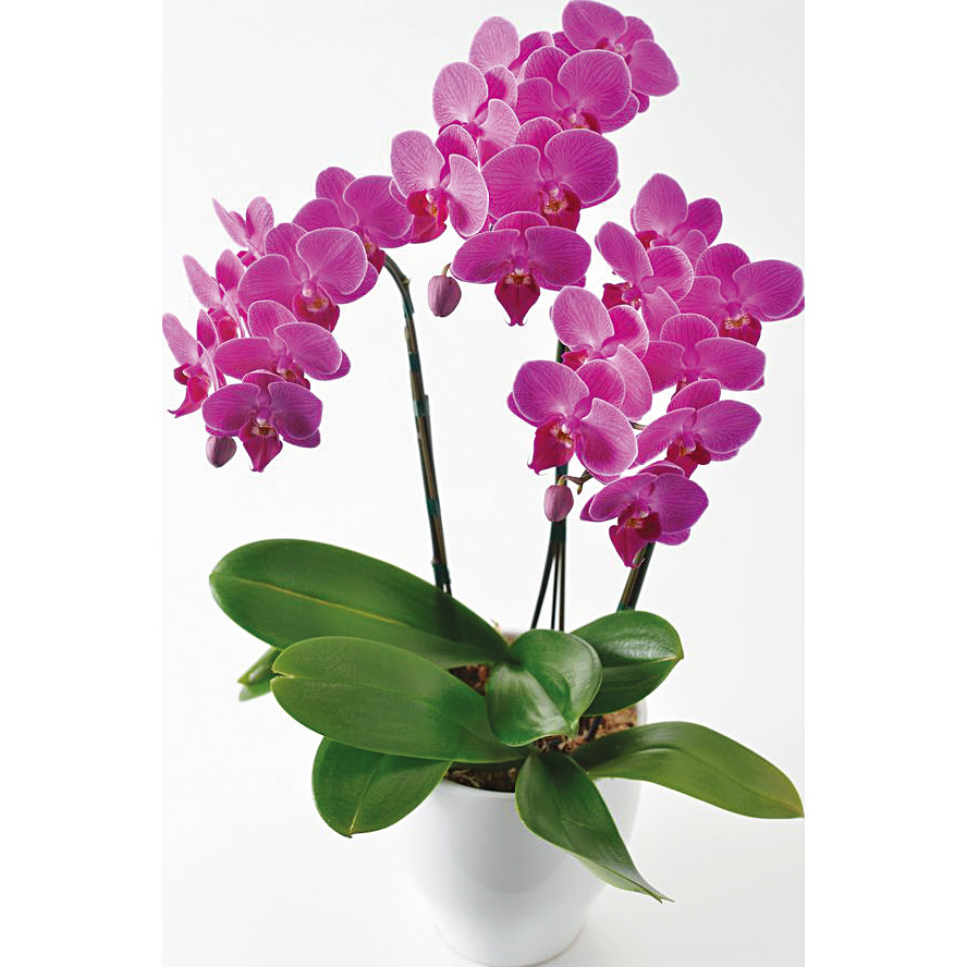 Hibiya Kadan 日比谷花壇 リビング ホビー 高島屋オンラインストア