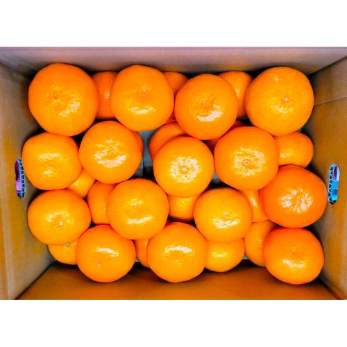 熊本県産　みかん（2.8kg）