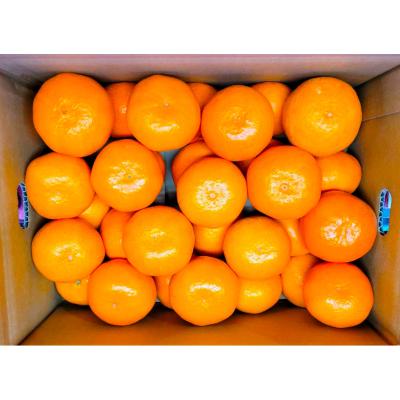 熊本県産 みかん（2.8kg） | 商品詳細 | 高島屋オンラインストア