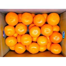 熊本県産　みかん（2.8kg）