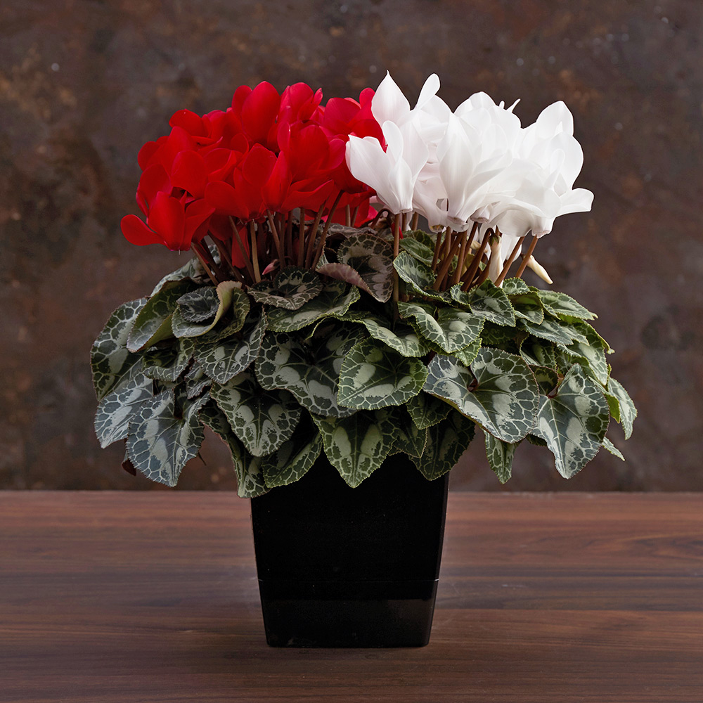 深見東州紅白のシクラメン