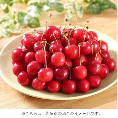 【父の日】さくらんぼ（500g）（父の日掛け紙付）