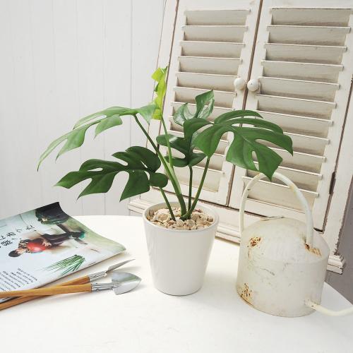 観葉植物ヒメモンステラ 商品詳細 高島屋オンラインストア 観葉植物ヒメモンステラ 商品詳細 高島屋オンラインストア