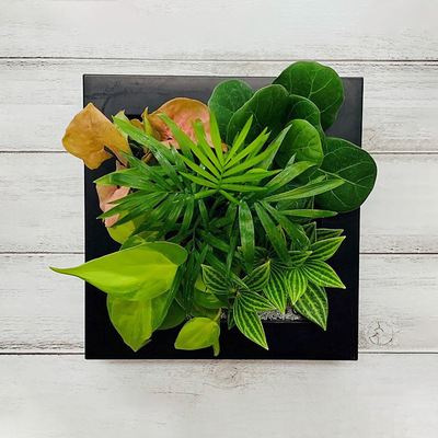 壁掛観葉植物「ミドリエデザイン」