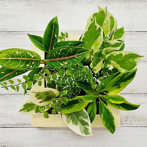 壁掛観葉植物 ミドリエデザイン 商品詳細 高島屋オンラインストア