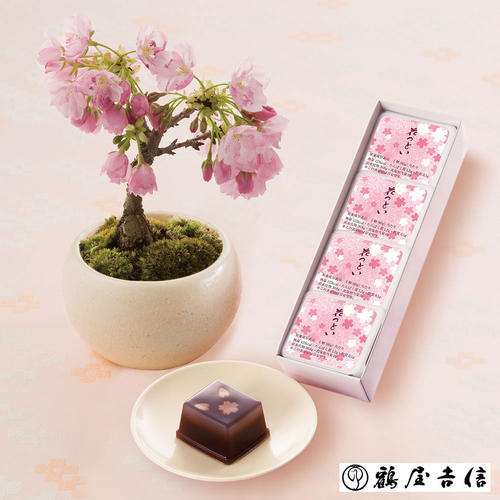 ミニ盆栽旭山桜 鶴屋吉信 花つどい 商品詳細 高島屋オンラインストア