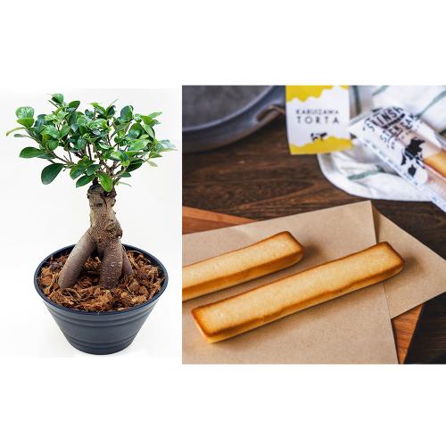【母の日】観葉植物ガジュマルとスイーツのセット