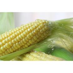 【オンライン限定】しろみつとろきび(R) 10本