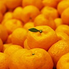 桜島小みかん「冬の宝珠」【最適な時期に収穫し、順次発送予定】