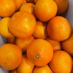愛媛県産　紅まどんな【最適な時期に収穫し、順次発送予定】