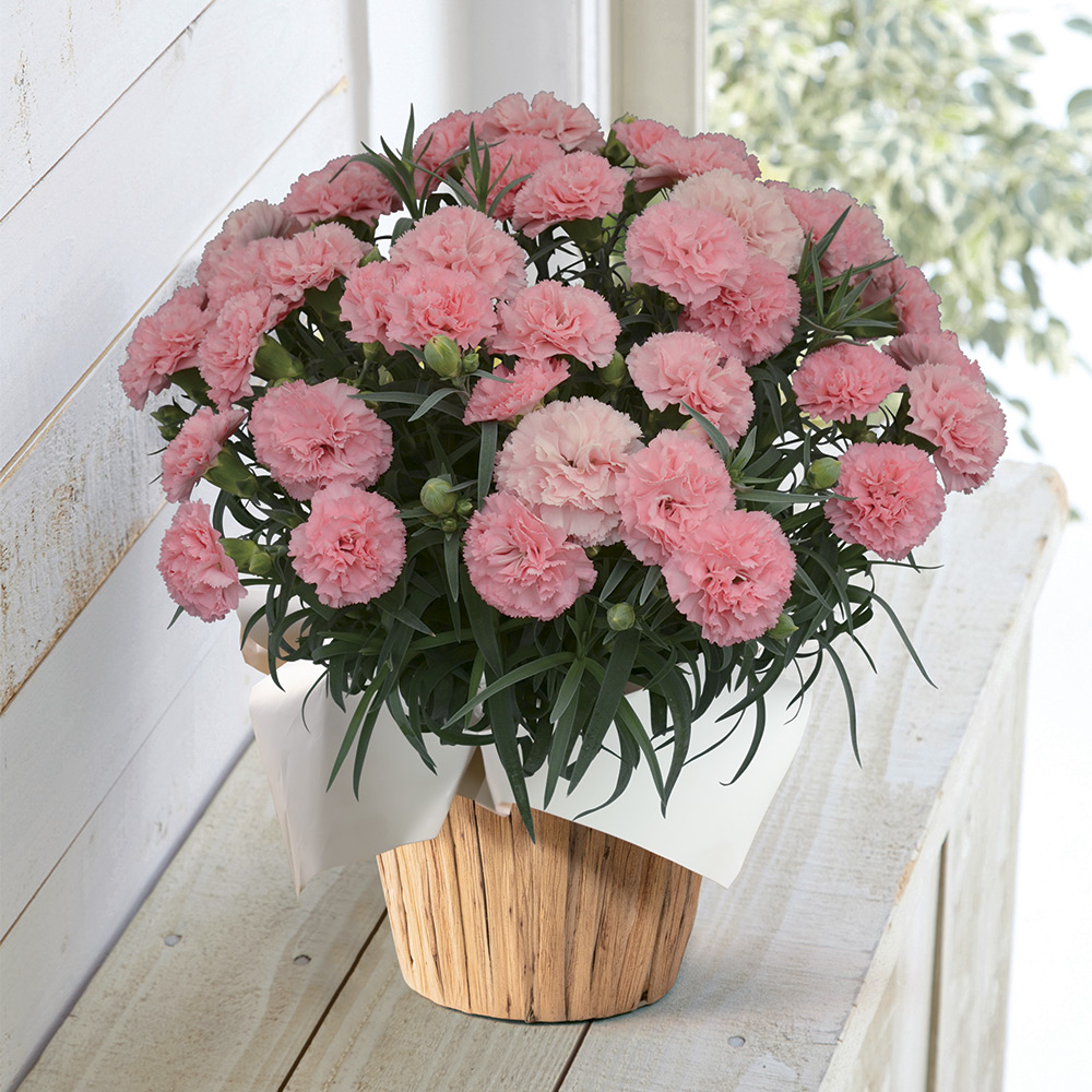 【母の日】生花 モリヒロカーネーション「ノウル」