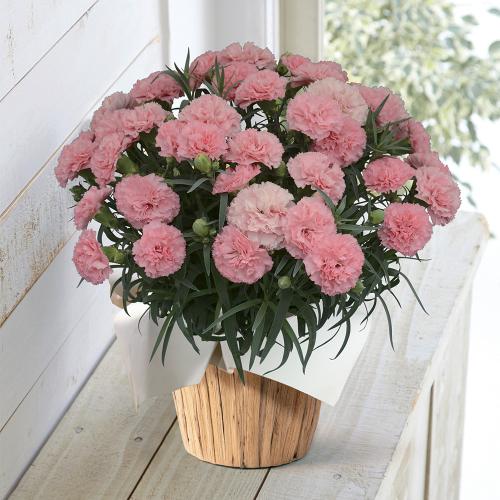 【母の日】生花 モリヒロカーネーション「ノウル」