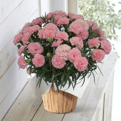 HIBIYA-KADAN（日比谷花壇） | 生花（鉢もの） | フラワー | リビング