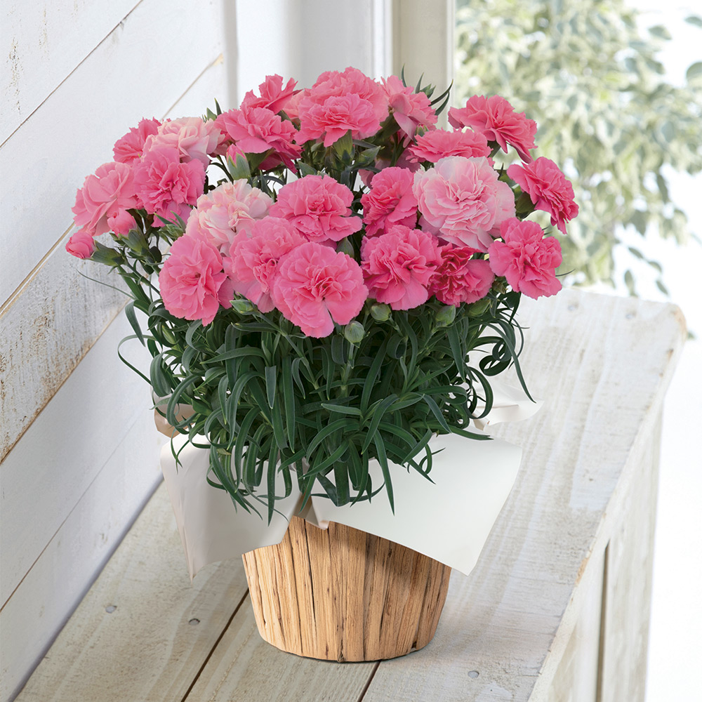 【母の日】生花 モリヒロカーネーション「ひなあられ」