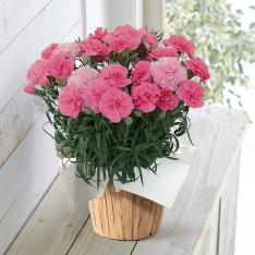 【母の日】生花 モリヒロカーネーション「ひなあられ」