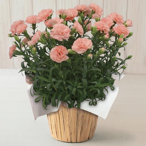 【母の日】生花 モリヒロカーネーション「オレンジジェラート」