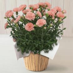 【母の日】生花 モリヒロカーネーション「オレンジジェラート」