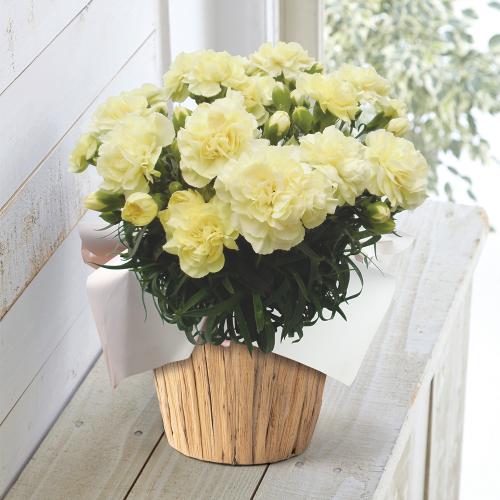 【母の日】生花 モリヒロカーネーション「ムーンティアラ」