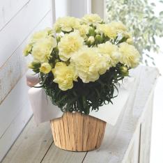 【母の日】生花 モリヒロカーネーション「ムーンティアラ」