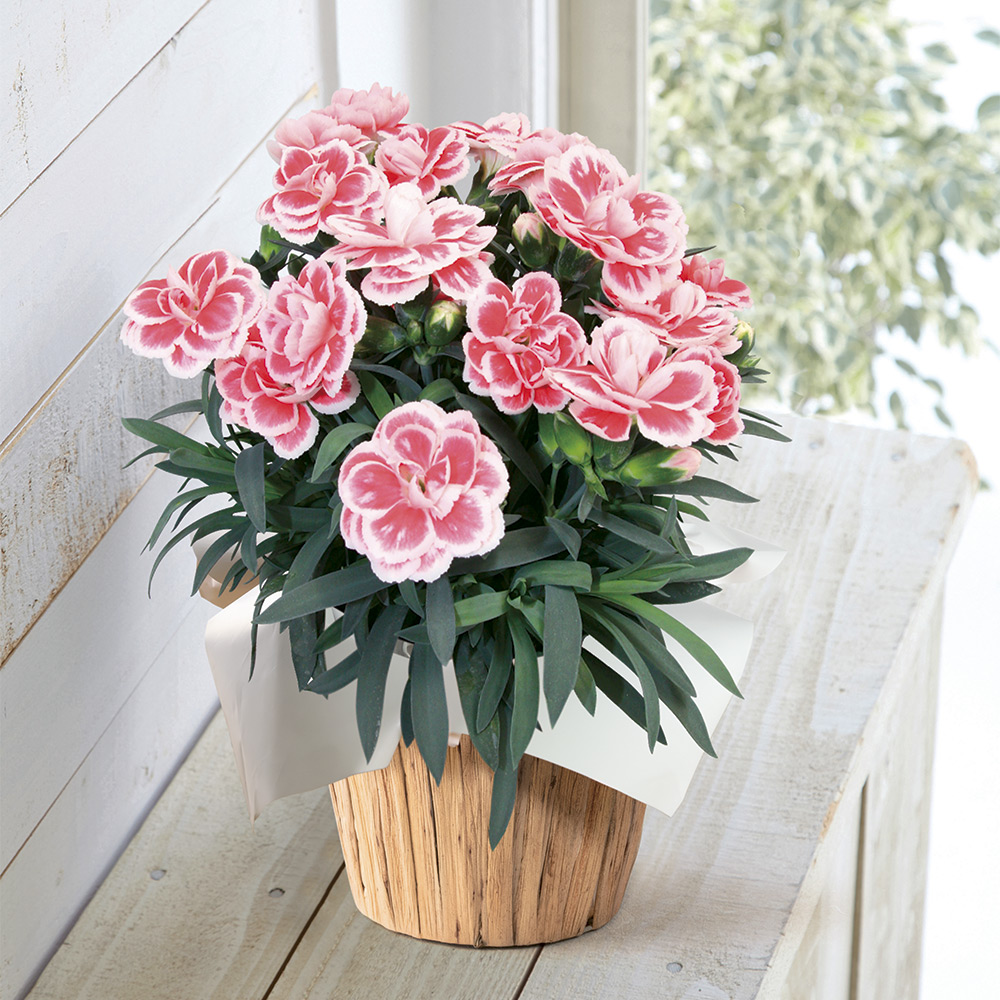 【母の日】生花 モリヒロカーネーション「ファンシーレッド」