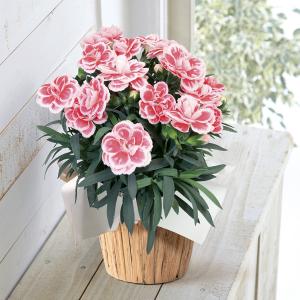 父の日】観葉植物「エバーフレッシュ」（4.5寸）ガラス器 | 商品詳細