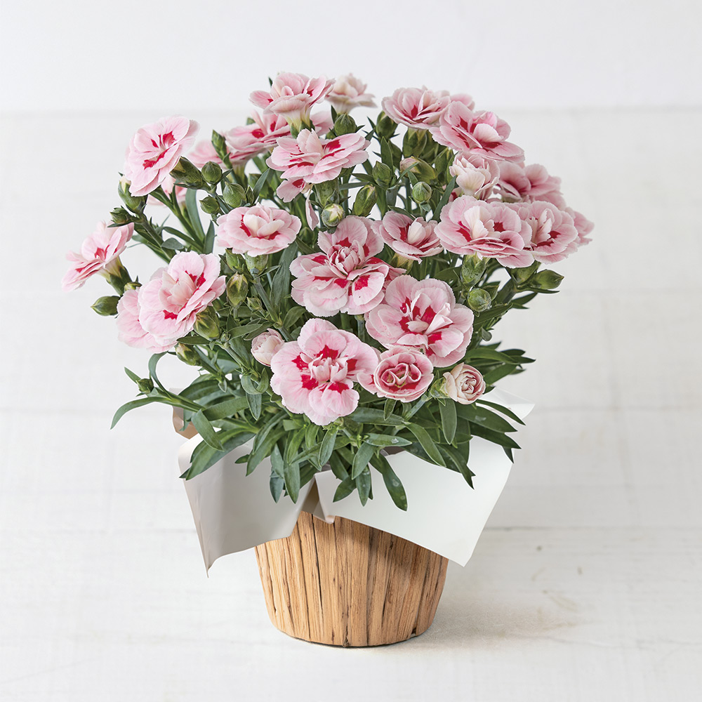 【母の日】生花 モリヒロカーネーション「ファンシーサーモン」