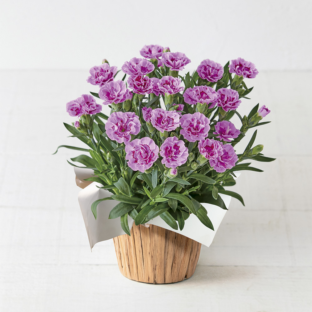 【母の日】生花 モリヒロカーネーション「源氏」