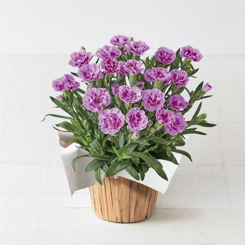 【母の日】生花 モリヒロカーネーション「源氏」