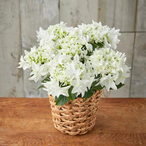 【母の日】生花 アジサイ「月うさぎ」