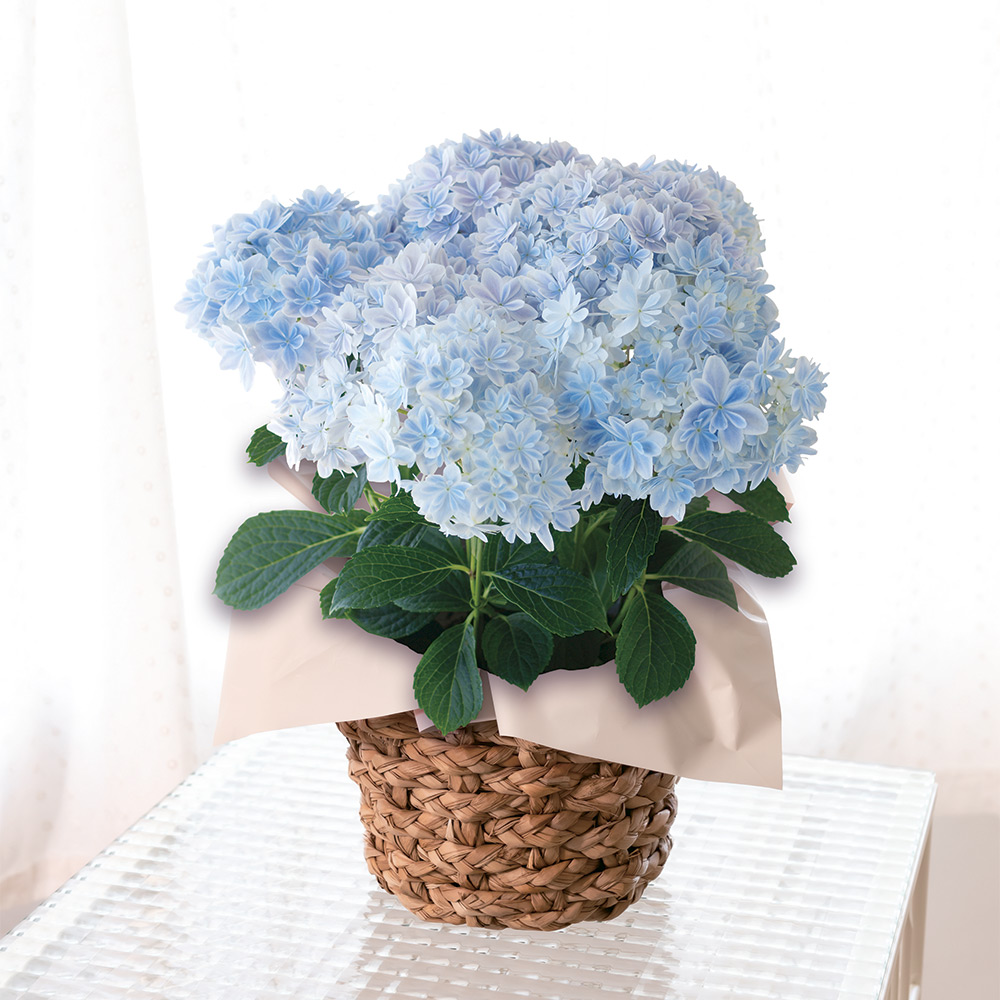 【母の日】生花 アジサイ「万華鏡」