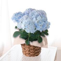 【母の日】生花 アジサイ「万華鏡」